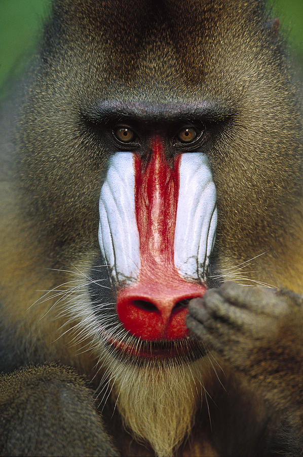 Mandrill Picking His Nose Photograph by Cyril Ruoso