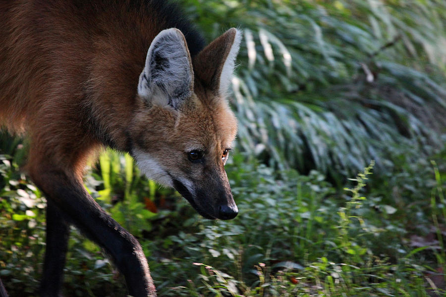 Maned Wolf Photograph by Karol Livote