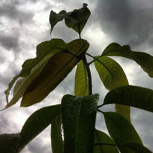 Nature Photograph - Mango In Rain by Mario Espinoza