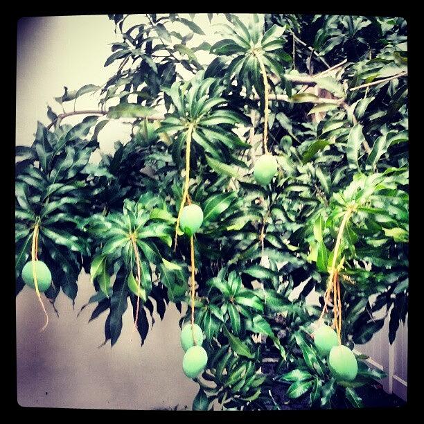 Mangos In My Back Yard. #waitforit Photograph by Allyn Alford