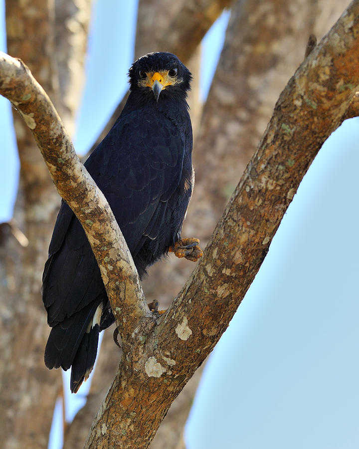 Mangrove Black Hawk Photograph by Tony Beck