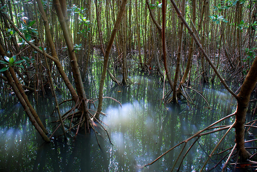 Mangrove Forest Photograph