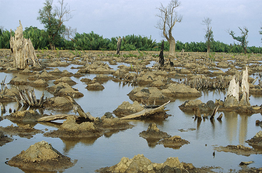 Mangrove In Mahakam Delta 80% Destroyed Photograph by Cyril Ruoso