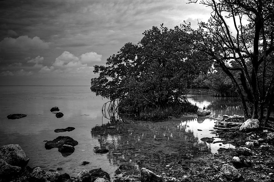 Mangrove Shore Photograph by William Wetmore