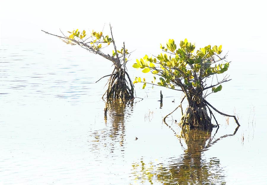 Mangroves Photograph by Frances Miller