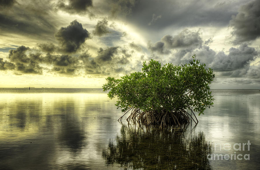 Sunset Photograph - Mangroves I by Bruce Bain