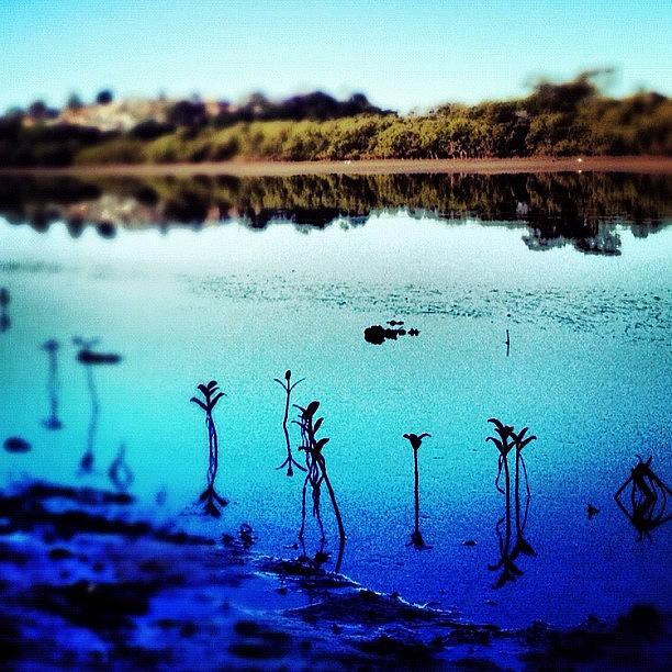 Kiama Photograph - #mangroves In The Morning by Shayle Graham