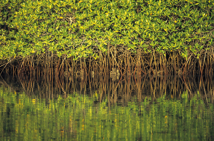 Abstract Photograph - Mangroves Reflected In The Water At by Axiom Photographic
