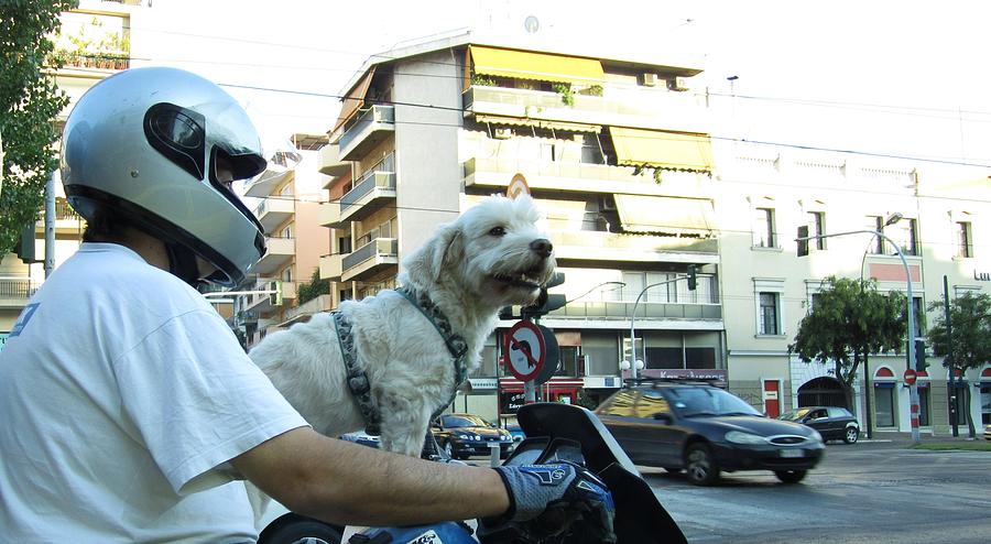 Mans Best Friend A Dog Riding on A Motorcycle Bike Photograph by John Shiron
