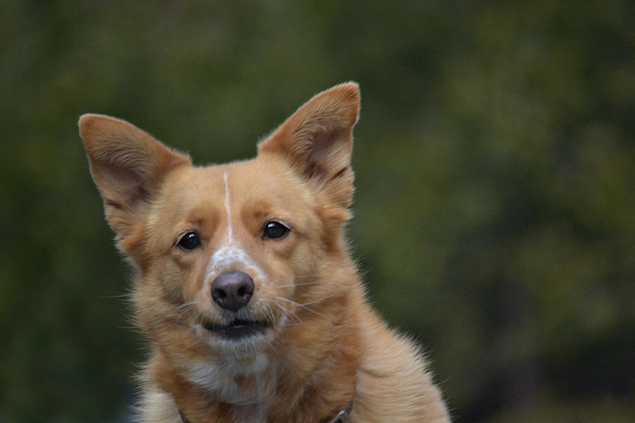 Man's Best Friend Photograph by Anita Macias - Fine Art America