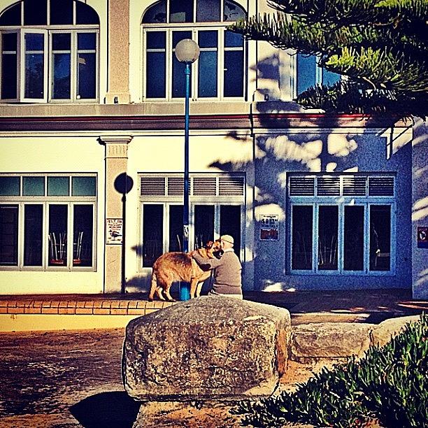 Dog Photograph - Mans Best Friend. #german #shepard by Emily Hames