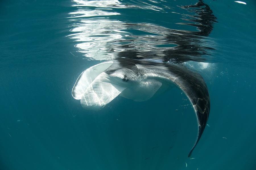 Fish Photograph - Manta Ray Swimming In Open Ocean by Louise Murray