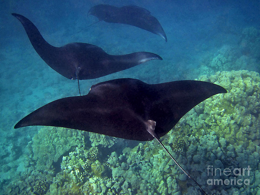 Mantas in Motion Photograph by Bette Phelan