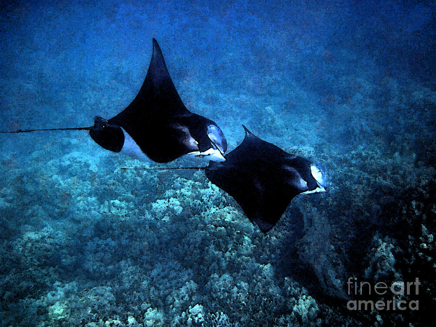 Mantas in Synch Photograph by Bette Phelan