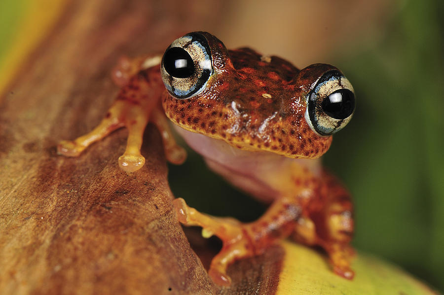 Mantellid Frog Boophis Tephraeomystax Photograph by Thomas Marent