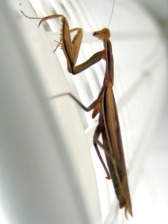 Mantis Photograph by Alessandro Della Pietra
