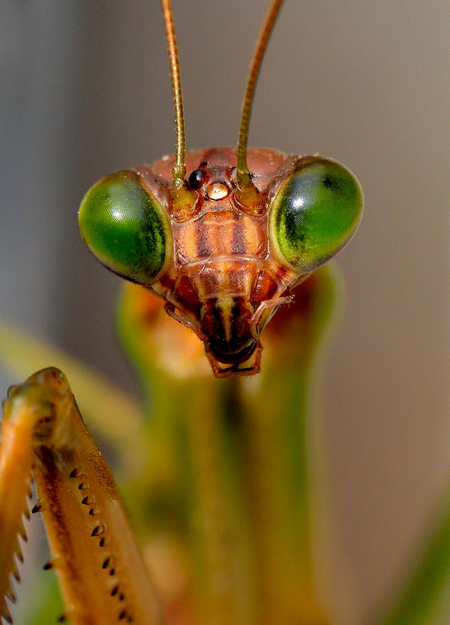 Mantis Eyes Photograph by William Jobes