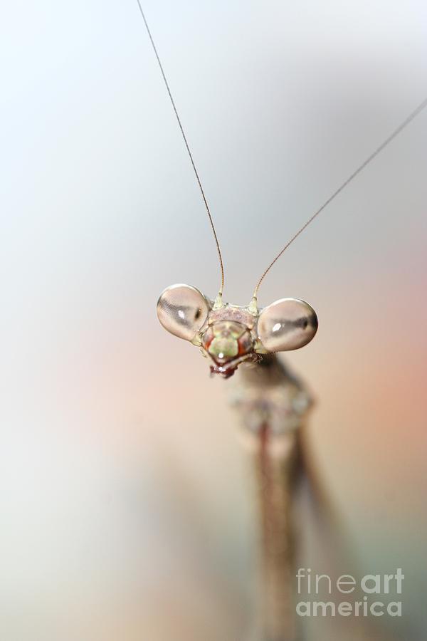 Nature Photograph - Mantis  by Gary Bridger