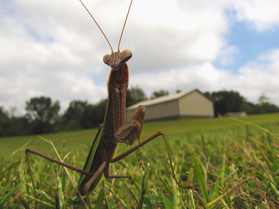 Mantis Photograph by John Crothers