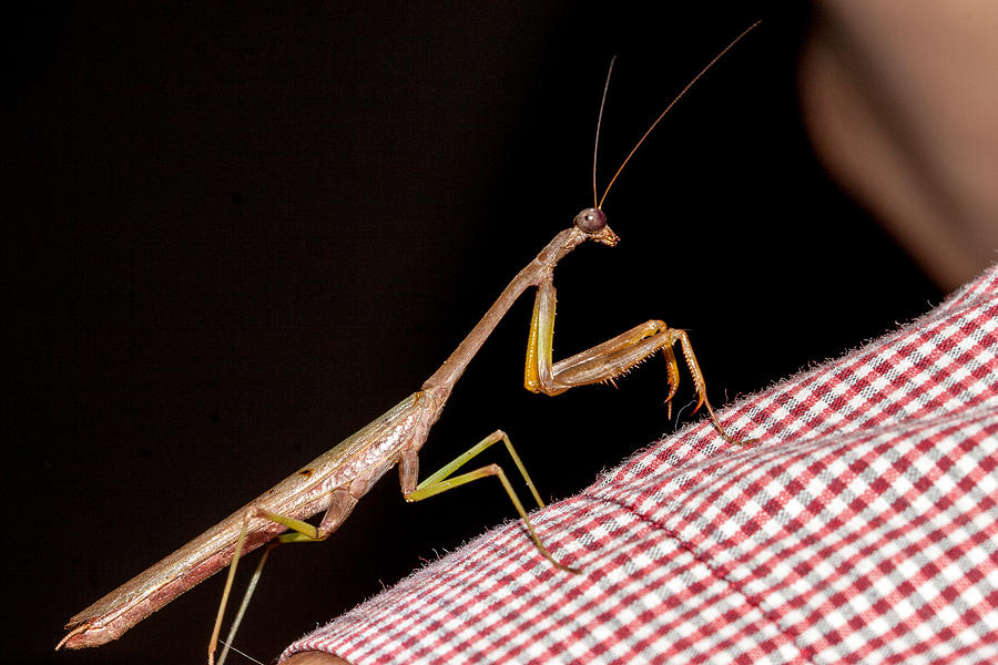 Mantis on my Shoulder Photograph by Jean Noren