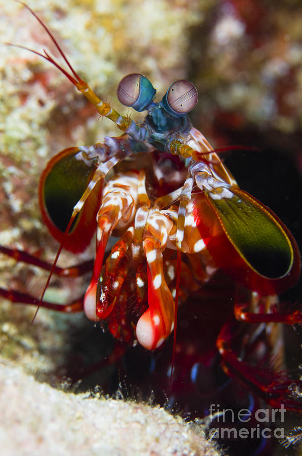 Mantis Shrimp, Australia Photograph by Todd Winner Fine Art America