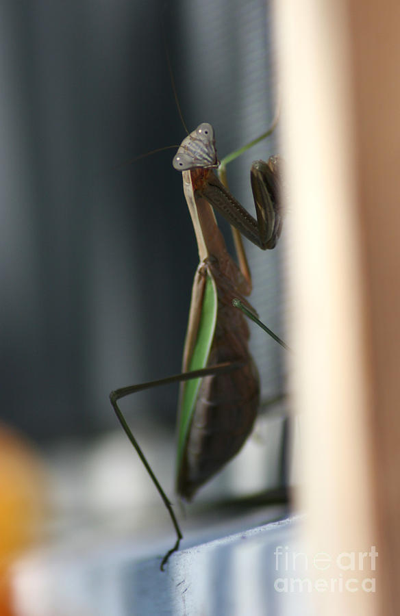 Wildlife Photograph - Mantis by Troy Wilfong