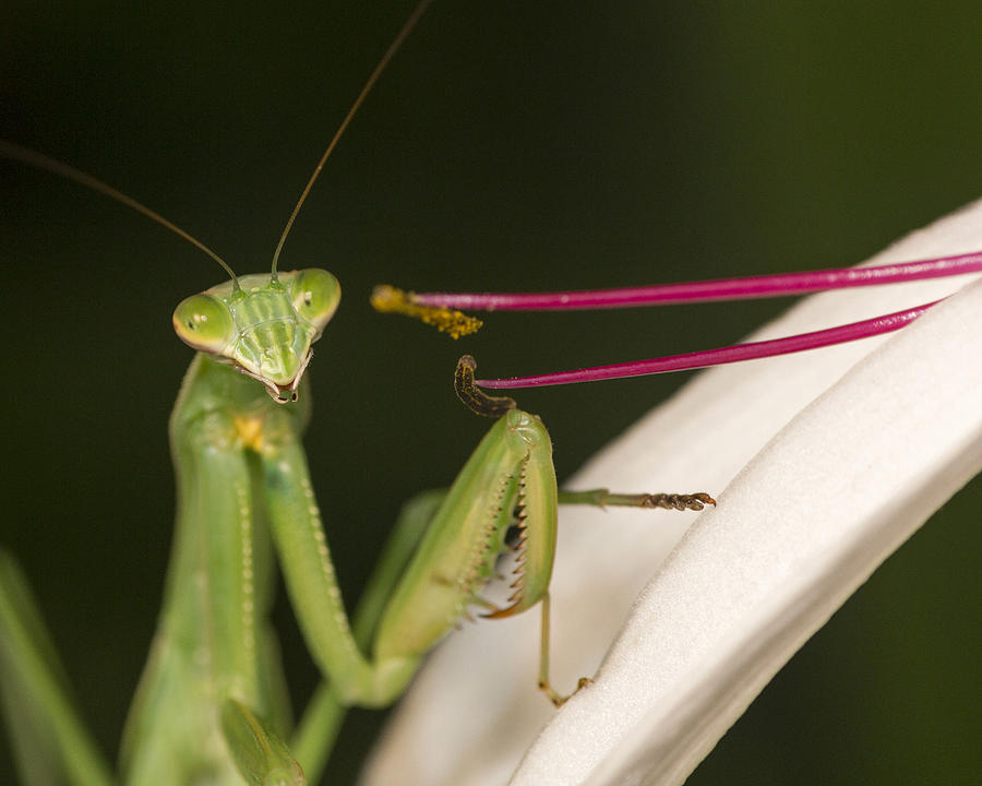 Mantis with Spider Lily Photograph by Alan Raasch