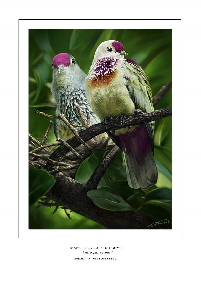 Many-colored Fruit Dove Digital Art by Owen Bell