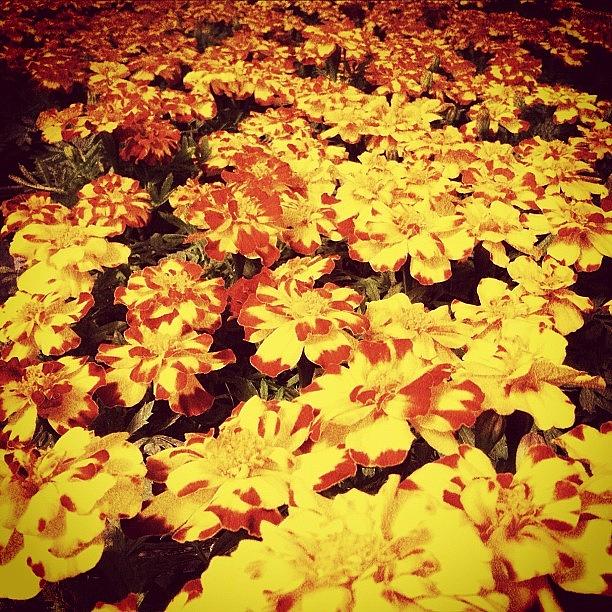 Flower Photograph - Many Marigolds by Trever Miller