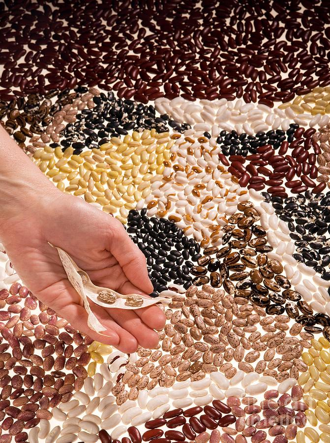 Many Varieties Of Beans Photograph by Science Source