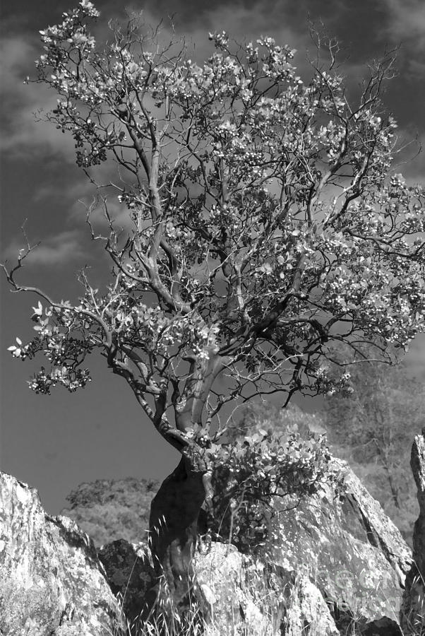 Manzanita Outcrop Photograph by Jim And Emily Bush