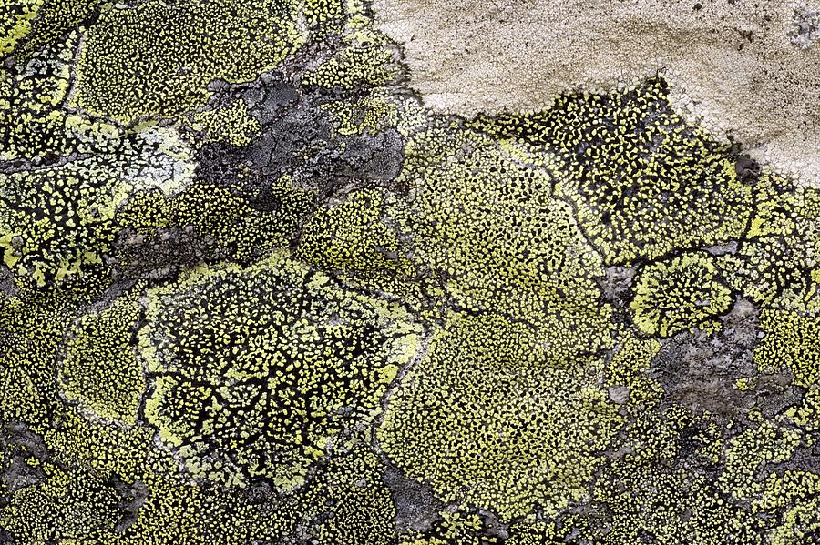 Nature Photograph - Map Lichen (rhizocarpon Geographicum) by Bob Gibbons