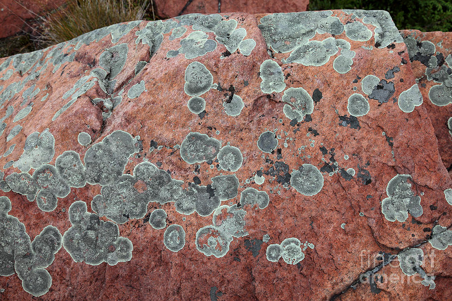 Map Lichen Photograph by Ted Kinsman