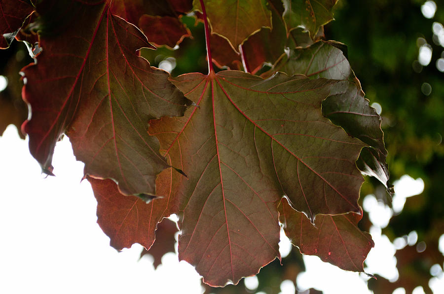 Maple 2 Photograph by Tikvahs Hope