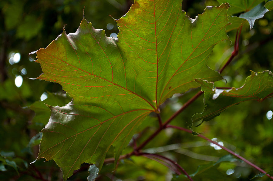 Maple 3 Photograph by Tikvahs Hope
