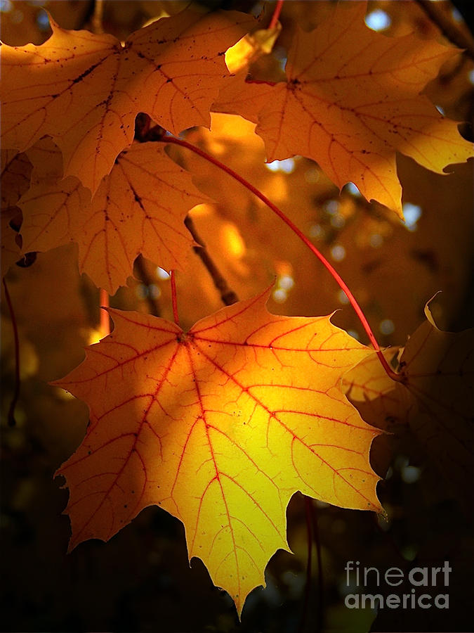 Maple At First Light Photograph by Sue Stefanowicz