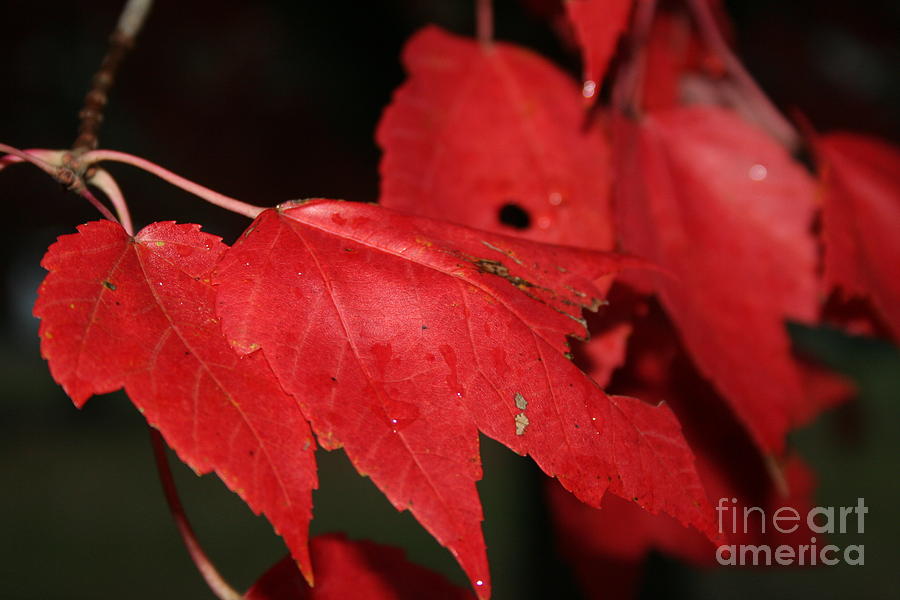 Maple Fall Color Photograph