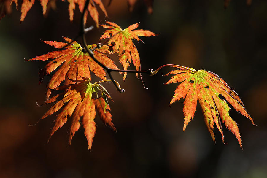 Maple Glow Photograph by Juergen Roth