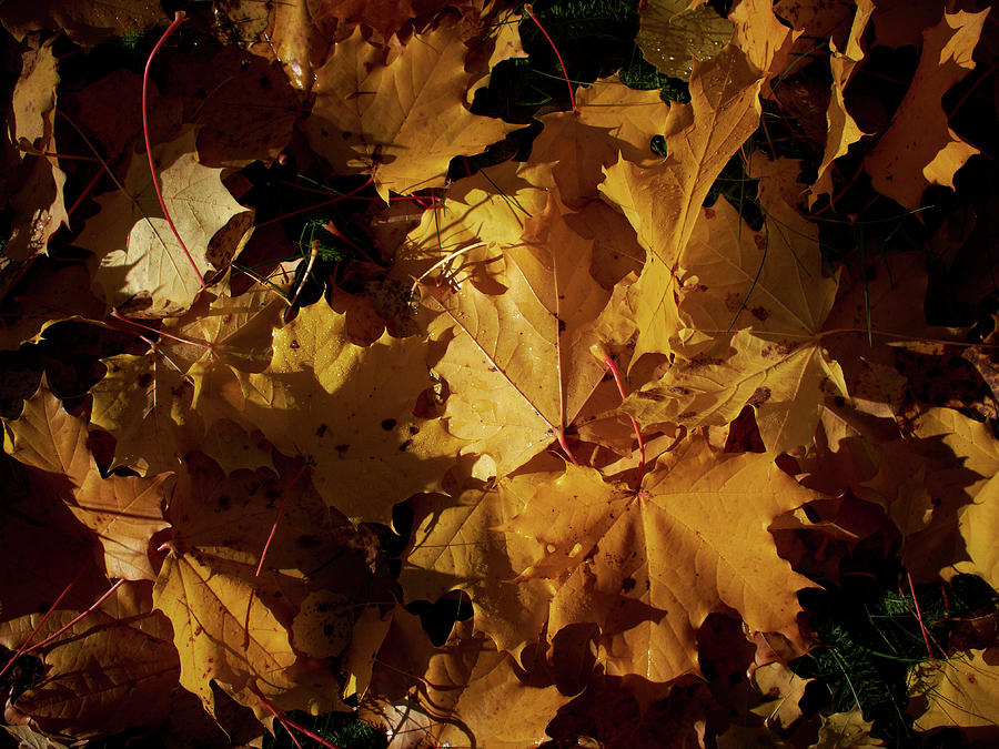 Maple in fall Photograph by Jouko Lehto