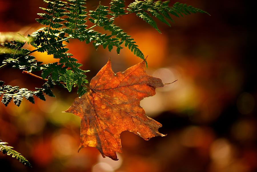 Maple leaf Photograph by Prince Andre Faubert