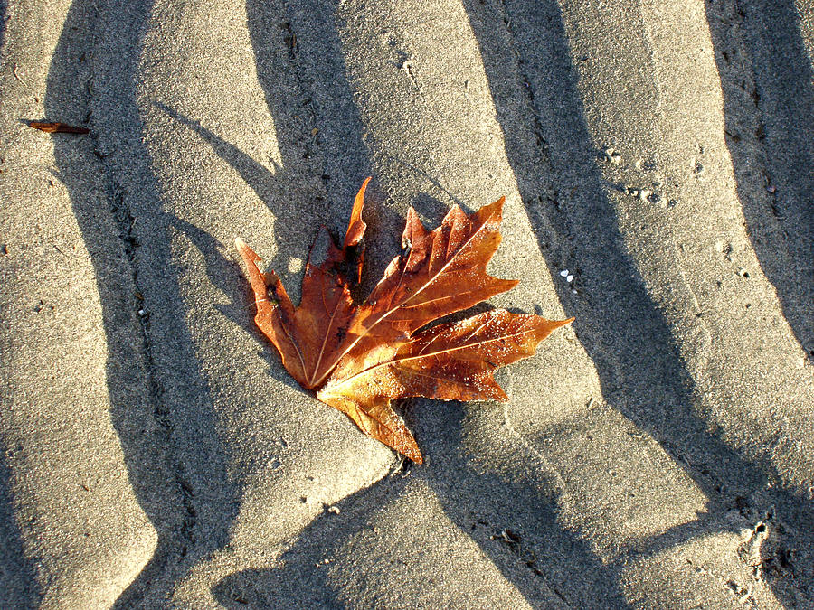Maple Leaf Forever Photograph by Marilyn Wilson