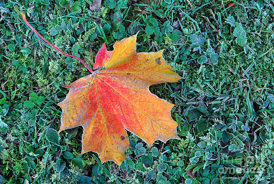 Maple Leaf Photograph