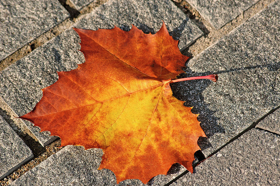 Fall Photograph - Maple Leaf In Fall by Carolyn Marshall