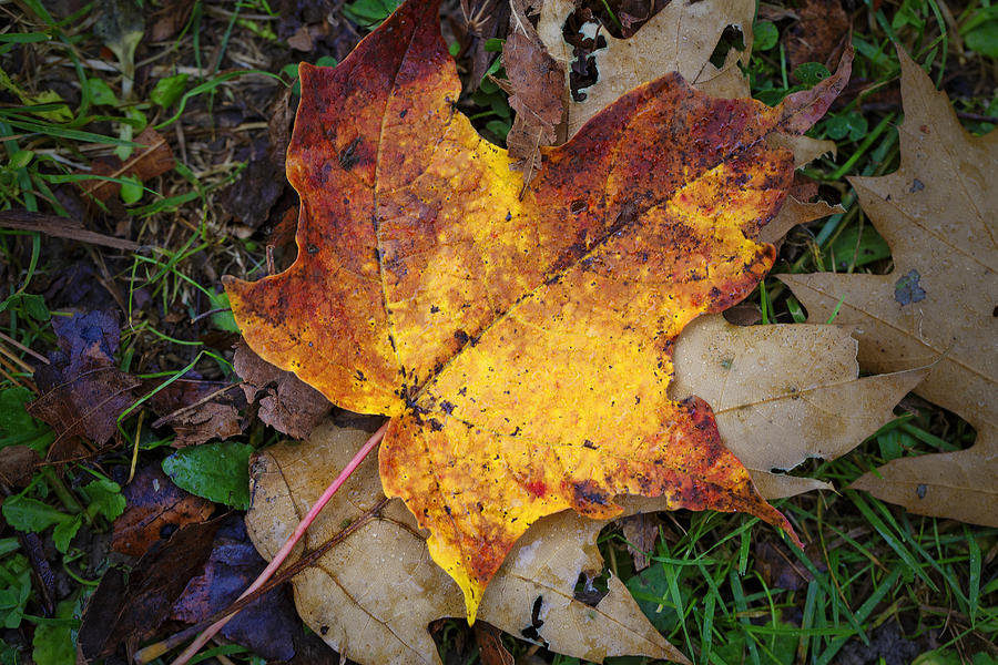 Nature Photograph - Maple Leaf in Fall by Rick Berk