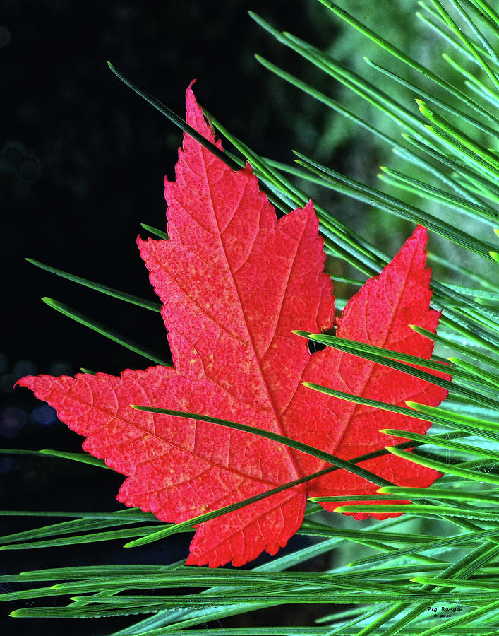 Maple Leaf in Pines Photograph by Peg Runyan