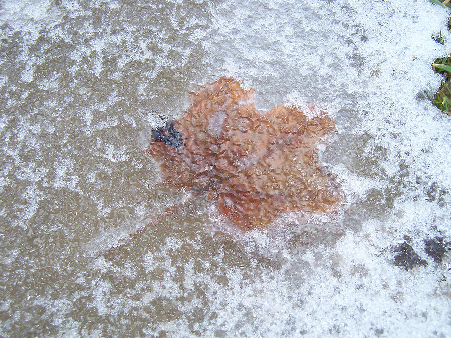 Maple Leaf in the Ice Photograph by Corinne Elizabeth Cowherd