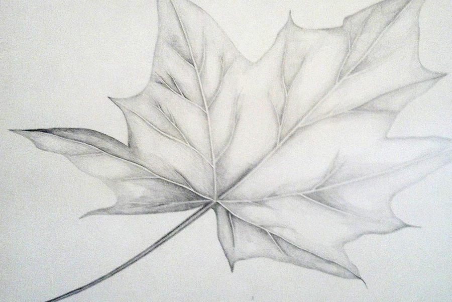 Maple Leaf Drawing by Jeff Brown - Fine Art America