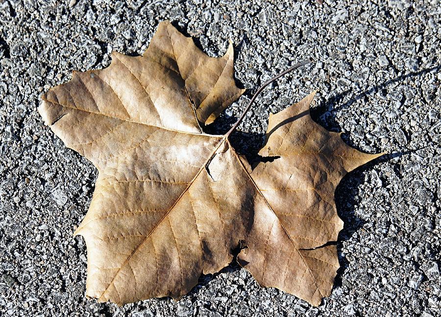 Maple Leaf Photograph by Jenny Hudson
