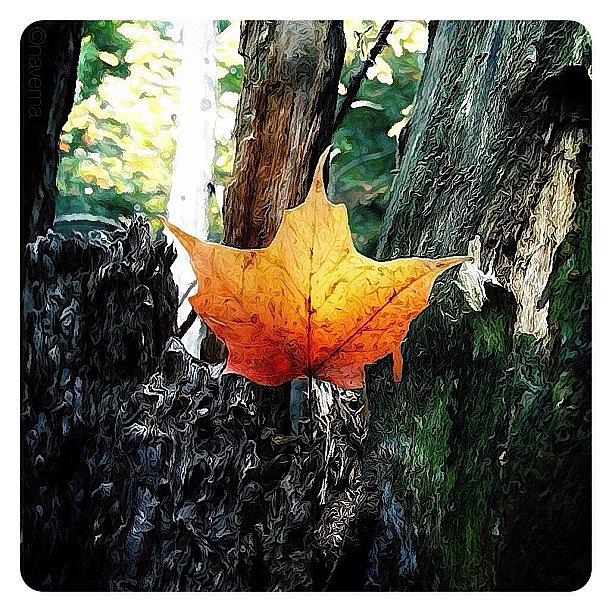 Fall Photograph - Maple Leaf by Natasha Marco