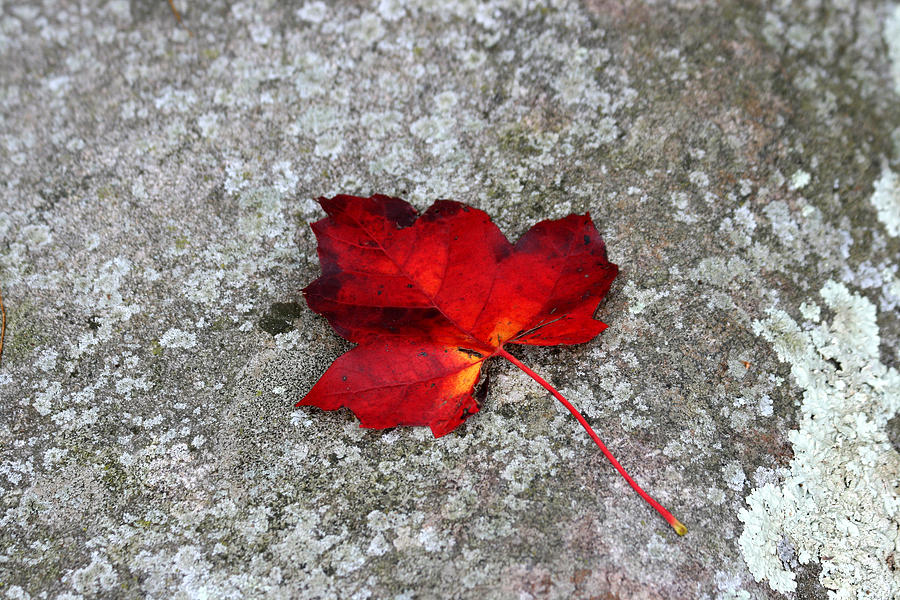 Maple Leaf on Granite Rock Photograph by George Jones